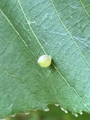 Caryomyia viscidolium