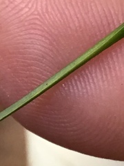 Xyris difformis