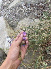 Penstemon platyphyllus