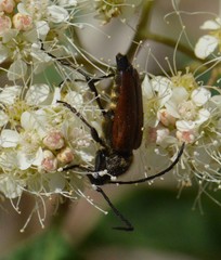 Anastrangalia sanguinea