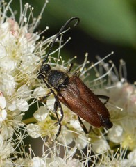 Anastrangalia sanguinea