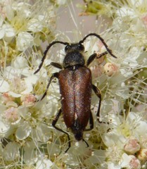 Anastrangalia sanguinea