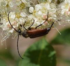 Anastrangalia sanguinea