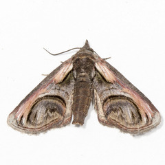 Paectes oculatrix