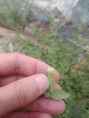 Brickellia greenei