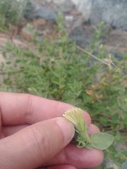 Brickellia greenei