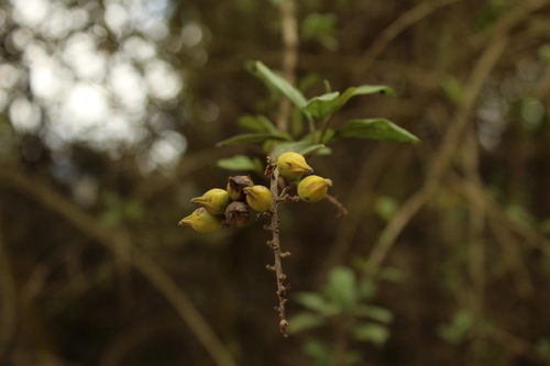 Image of Espino (Duranta mutisii) by (c) Andrés Ramírez-Barrera, some rights reserved (CC BY)