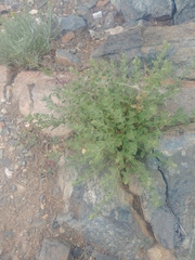 Brickellia greenei