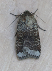 Abagrotis scopeops
