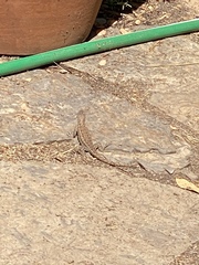 Sceloporus graciosus