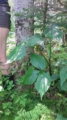 Arisaema stewardsonii