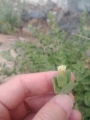 Brickellia greenei
