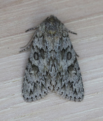 Andropolia aedon