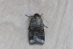 Abagrotis scopeops