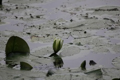 Nymphaea odorata