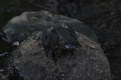 Lithobates catesbeianus