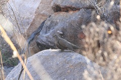 Petrophassa rufipennis