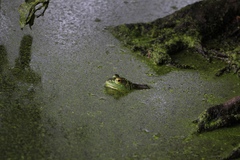 Lithobates catesbeianus