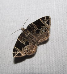 Gandaritis atricolorata