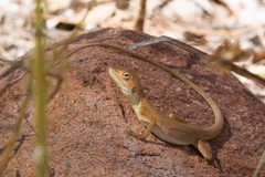Diporiphora magna