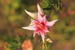 Boronia lanuginosa
