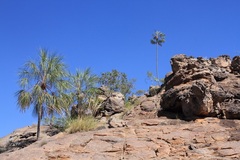 Livistona inermis