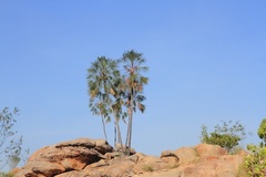 Livistona inermis