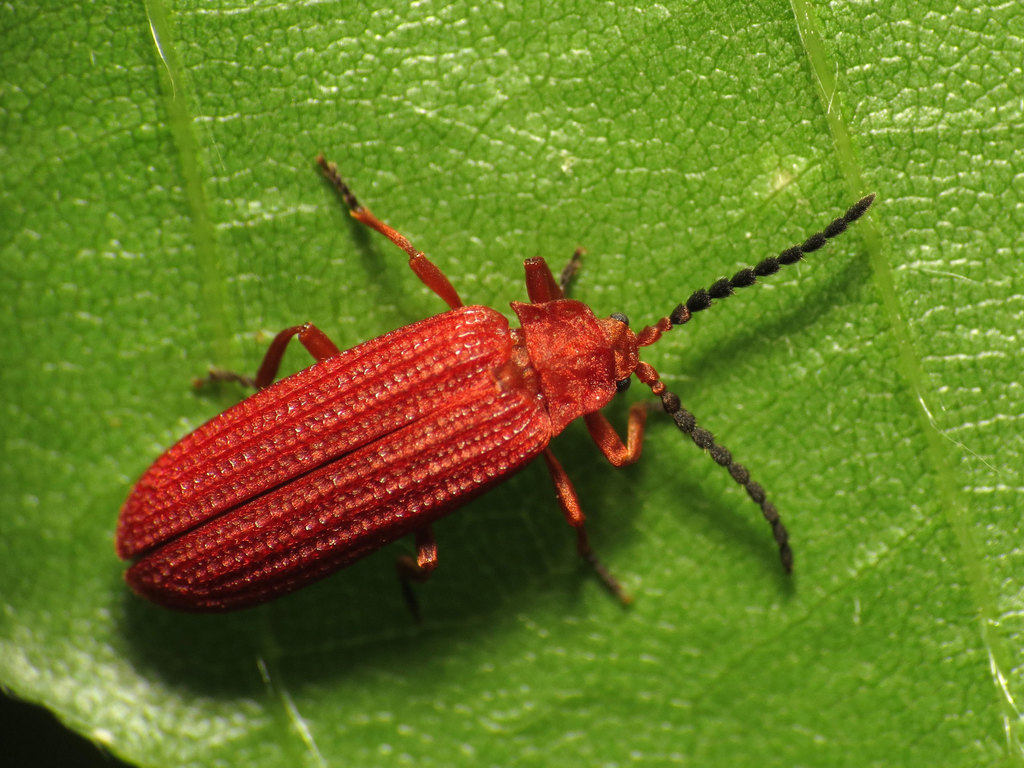 Punicealis munda
