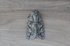 Andropolia aedon