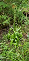 Platanthera huronensis