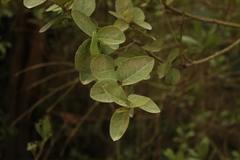 Xylosma spiculifera