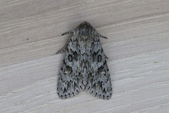 Andropolia aedon