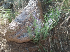 Hebecarpa barbeyana