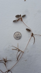 Potamogeton spirillus