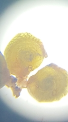 Potamogeton spirillus