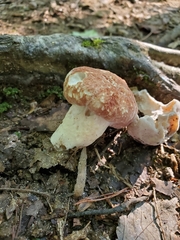 Boletus separans