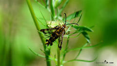 Chamaesphecia empiformis