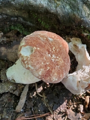 Boletus separans