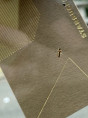 Campyloneura virgula