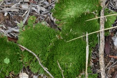 Selaginella pilifera