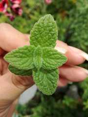 Clinopodium nubigenum