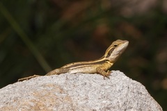 Lophognathus gilberti