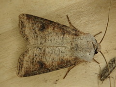 Euxoa bochus