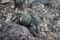 Mammillaria sonorensis