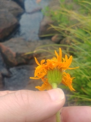 Raillardella pringlei