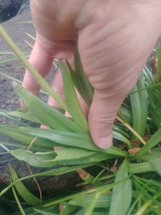 Raillardella pringlei