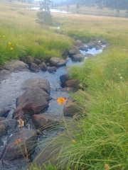 Raillardella pringlei