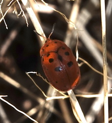 Chelymorpha phytophagica