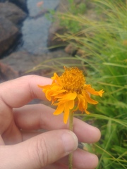 Raillardella pringlei