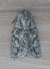 Andropolia aedon